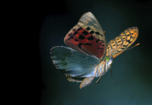 Breakthrough Butterfly